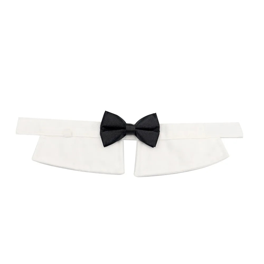 Pawfect BowTie ππΎ