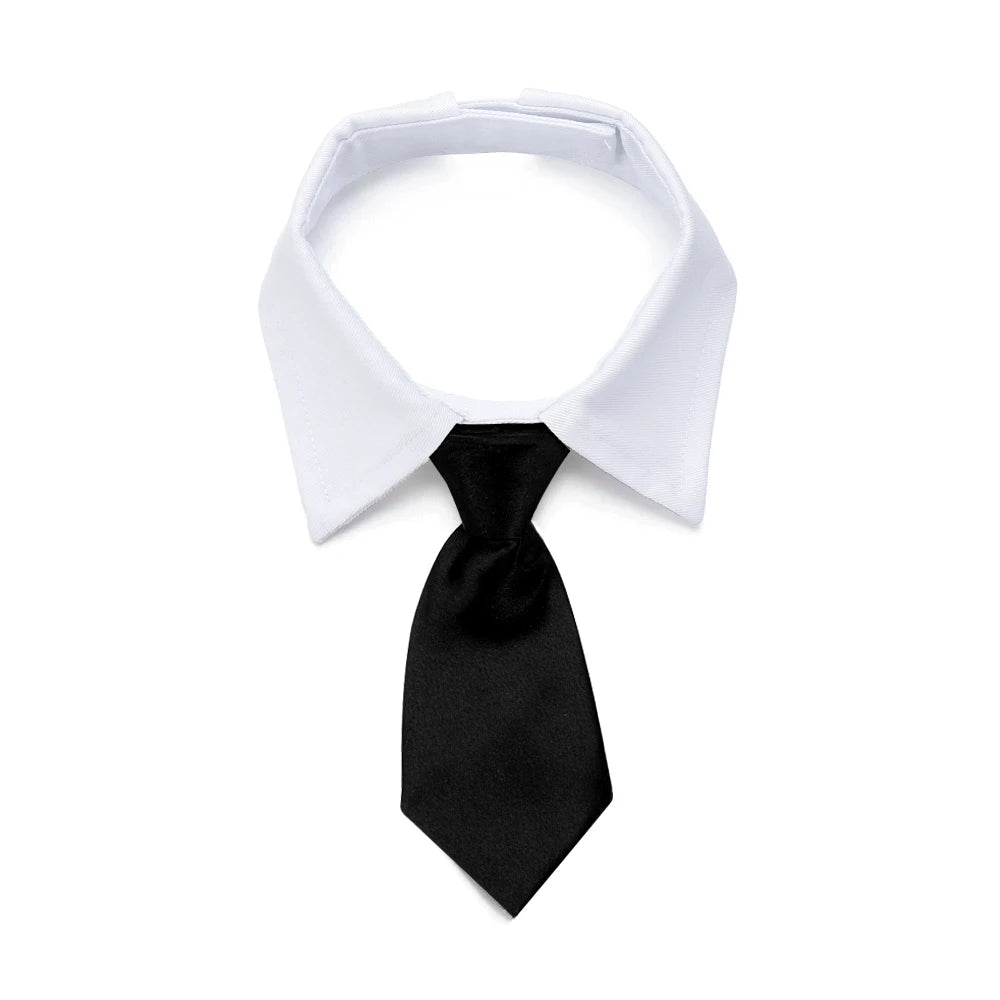 Pawfect BowTie ππΎ