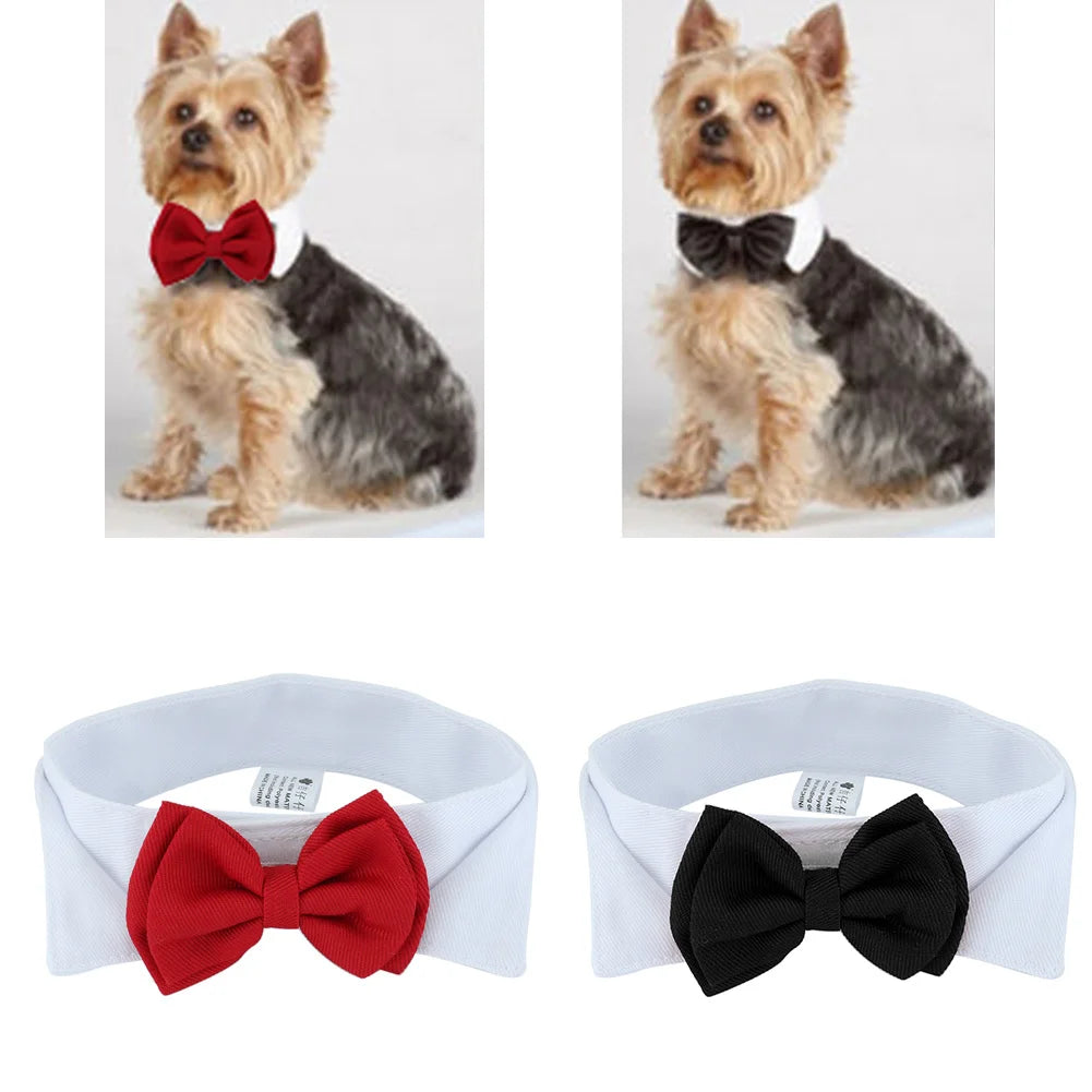 Pawfect BowTie ππΎ