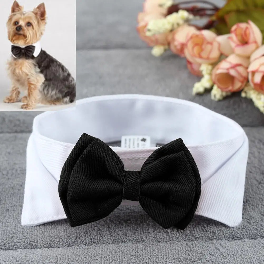 Pawfect BowTie ππΎ