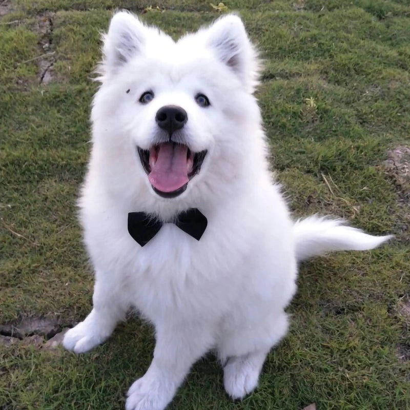 Pawfect BowTie ππΎ