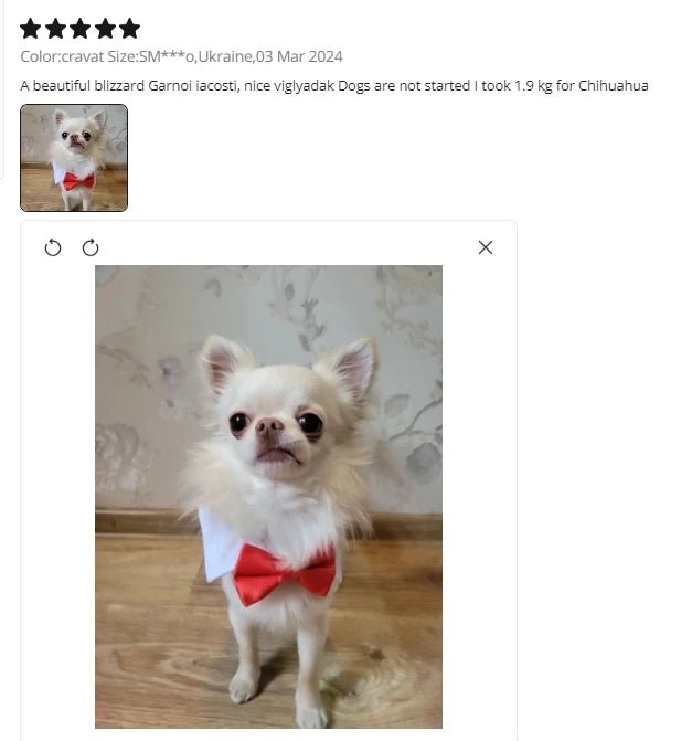 Pawfect BowTie ππΎ