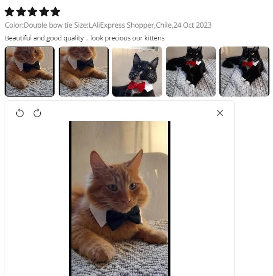 Pawfect BowTie ππΎ