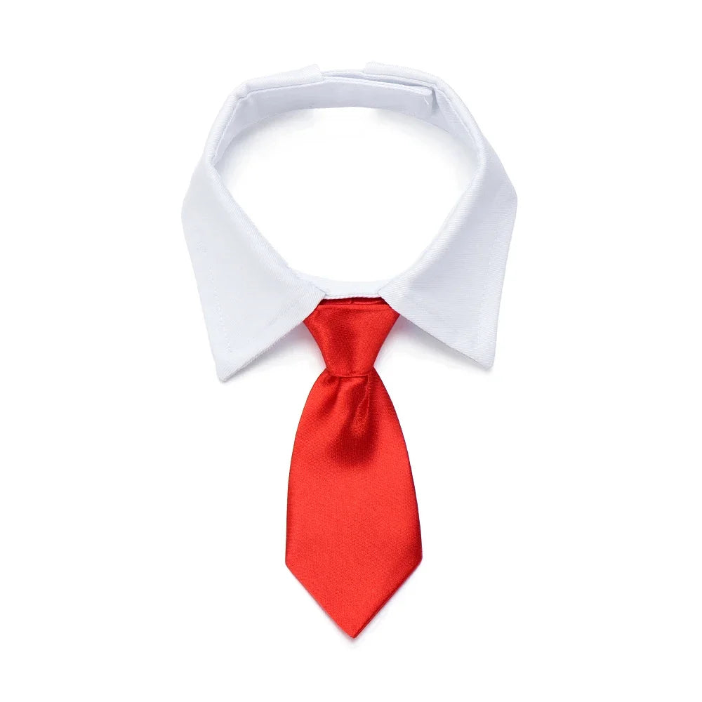 Pawfect BowTie ππΎ