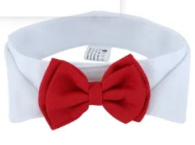 Pawfect BowTie ππΎ