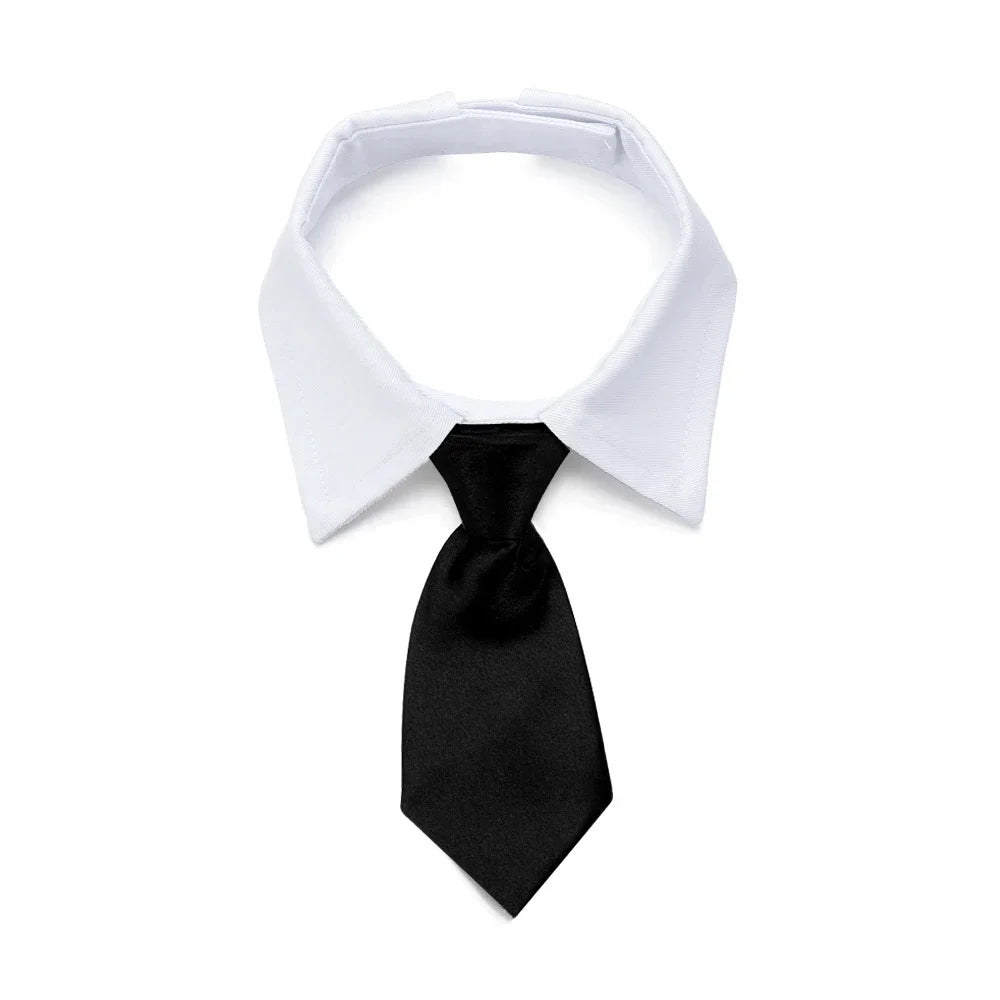 Pawfect BowTie ππΎ
