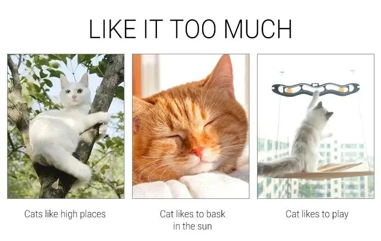 PurrView Hammock
