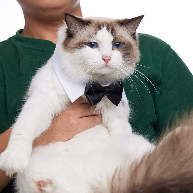 Pawfect BowTie ππΎ
