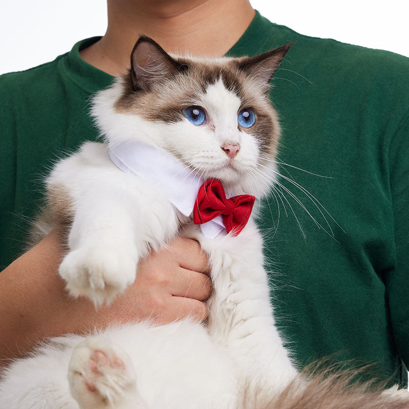 Pawfect BowTie ππΎ