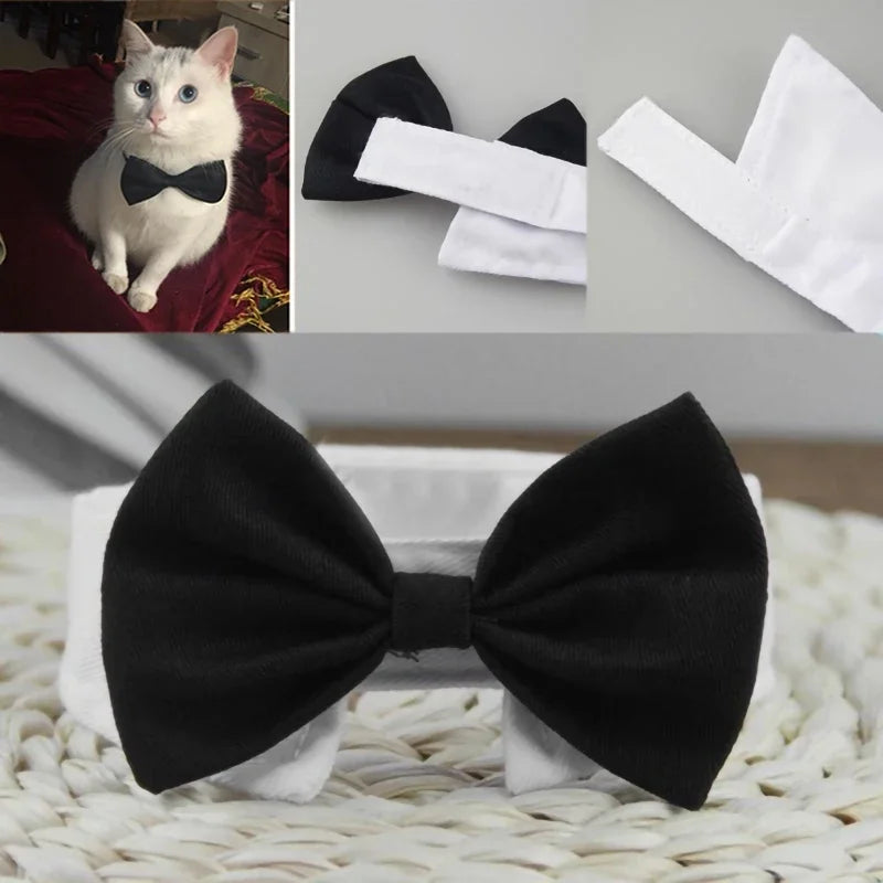 Pawfect BowTie ππΎ