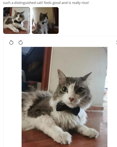 Pawfect BowTie ππΎ