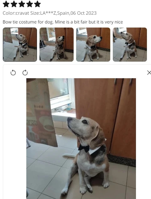 Pawfect BowTie ππΎ