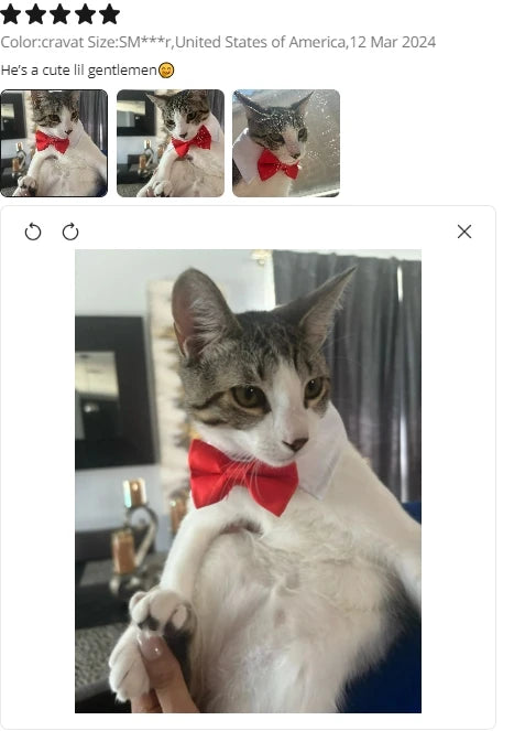 Pawfect BowTie ππΎ