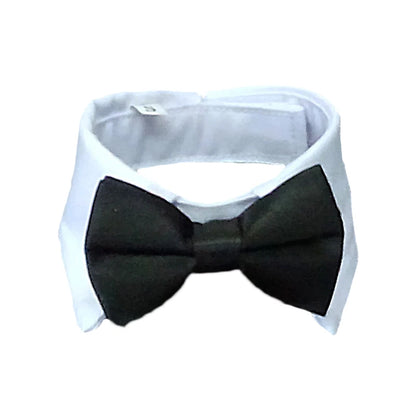 Pawfect BowTie 🎀🐾
