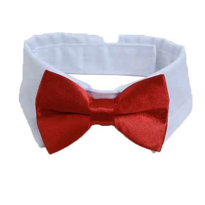Pawfect BowTie 🎀🐾
