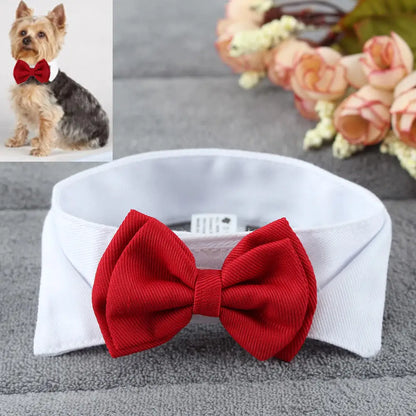 Pawfect BowTie 🎀🐾