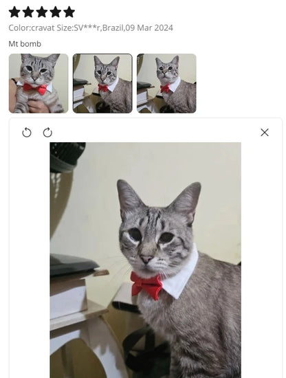 Pawfect BowTie 🎀🐾