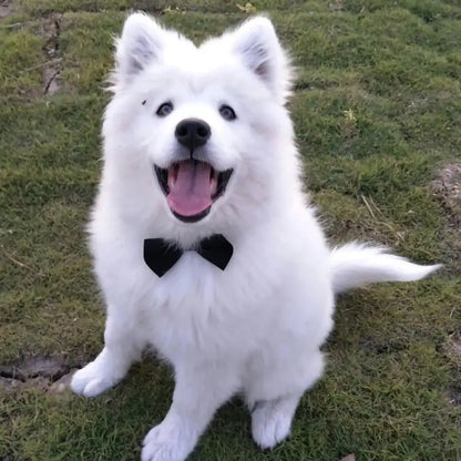 Pawfect BowTie 🎀🐾