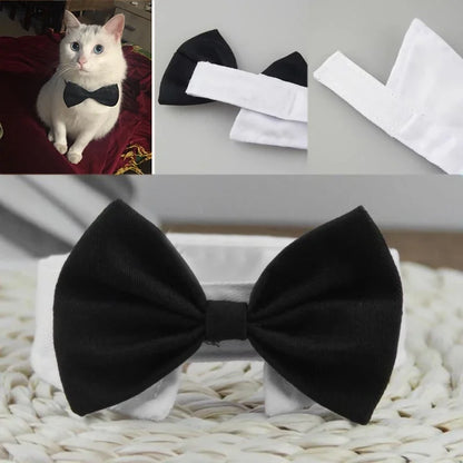 Pawfect BowTie 🎀🐾