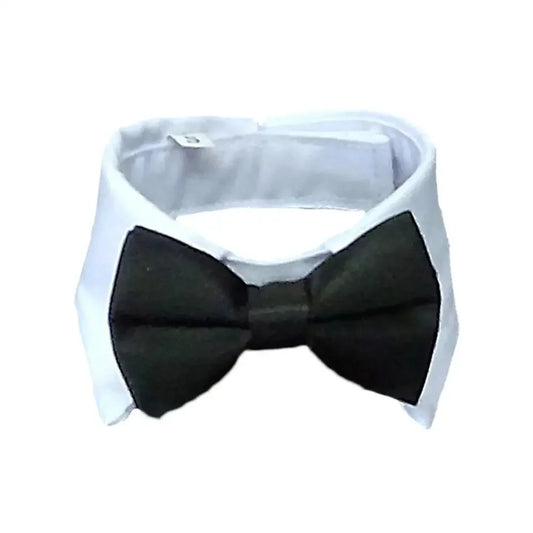 Pawfect BowTie 🎀🐾